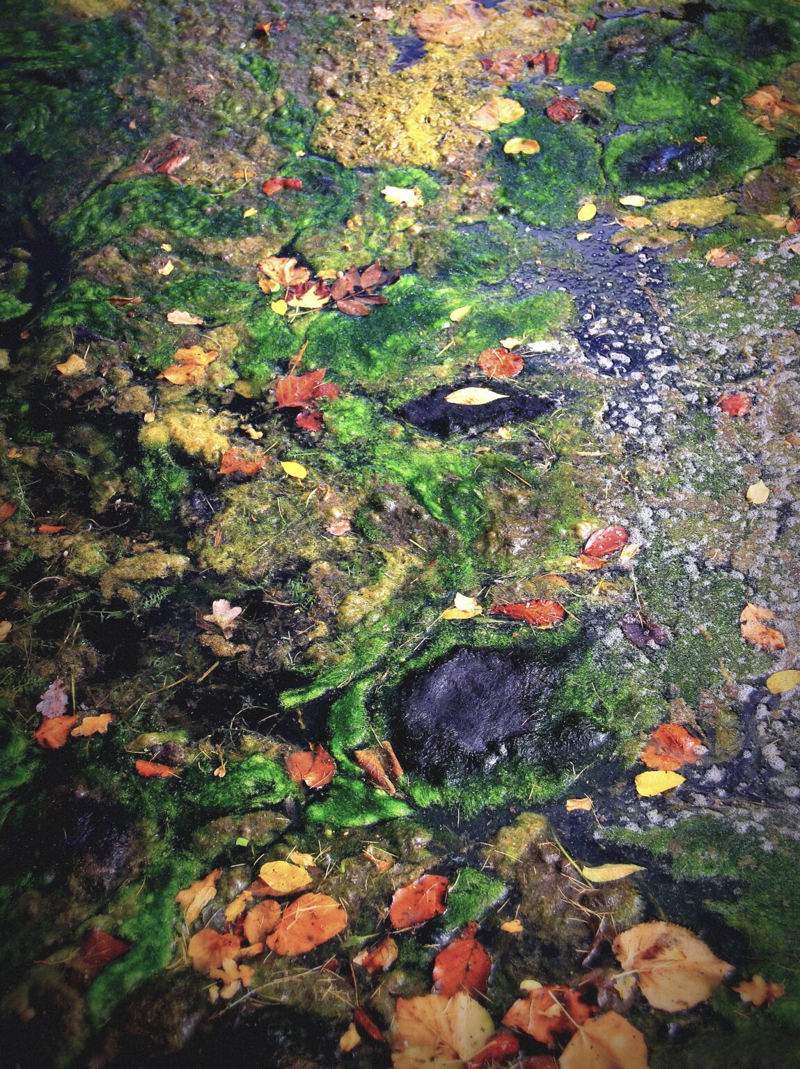 Photo de Salvatore Akli