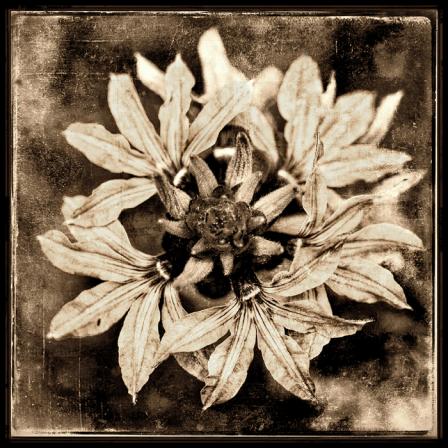 Fleurs - Andr&eacute; Delvigne