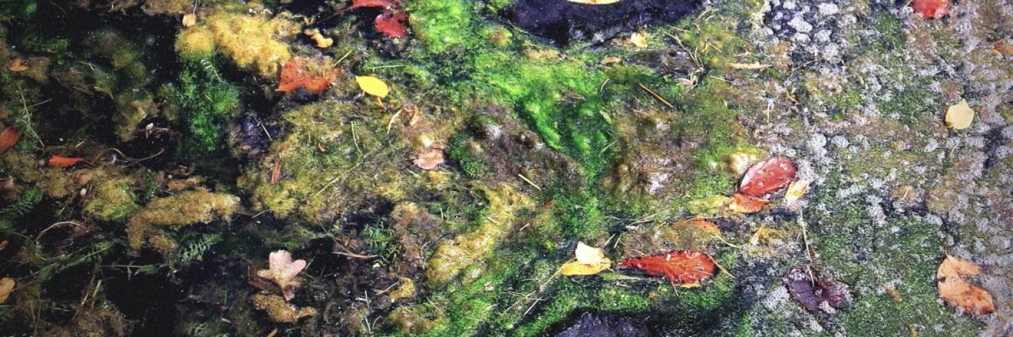 Photo de Salvatore Akli