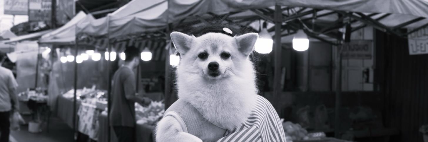 SORTINO Angelo &laquo; Sans visage &raquo;