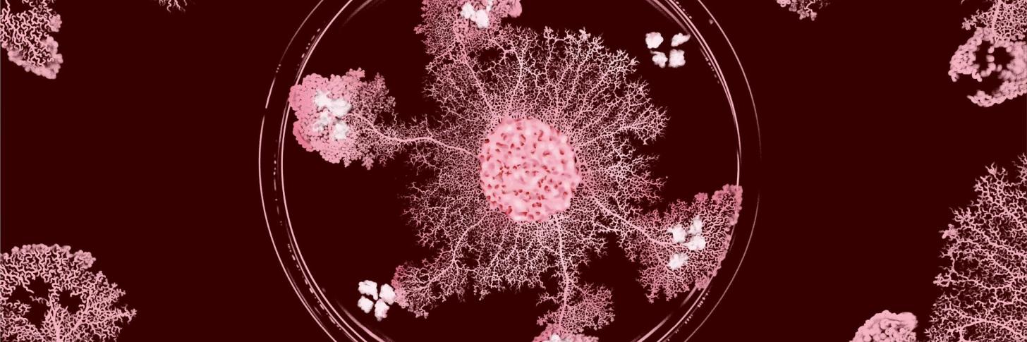 Le Blob, h&eacute;ros inattendu de la biologie