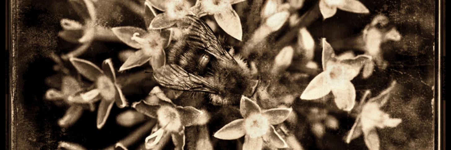 Fleurs - Andr&eacute; Delvigne