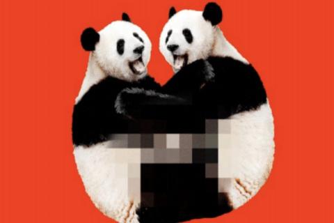 Restitution#11 : "Porno panda", Aurélie Alessandroni