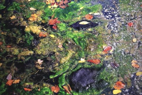 Photo de Salvatore Akli