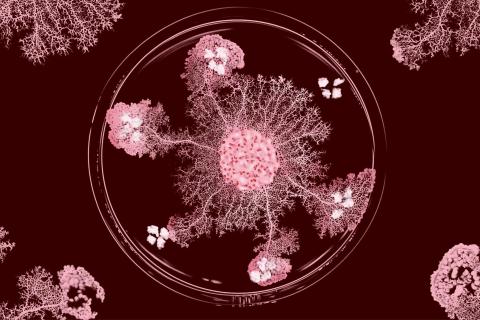 Le Blob, h&eacute;ros inattendu de la biologie