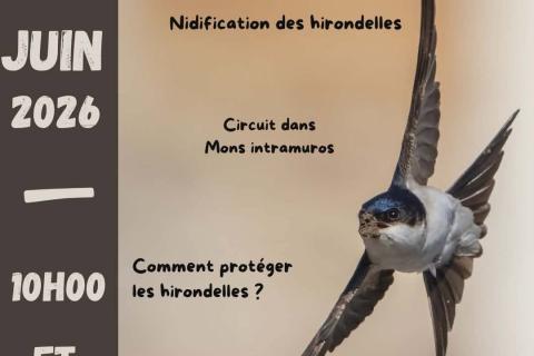 hirondelles