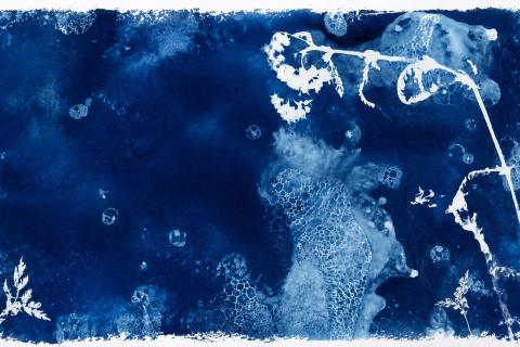 Rencontre avec l&rsquo;artiste autour de l&rsquo;expo &laquo; Blue & Flowers &raquo;