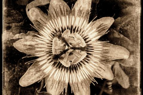 Fleurs - Andr&eacute; Delvigne